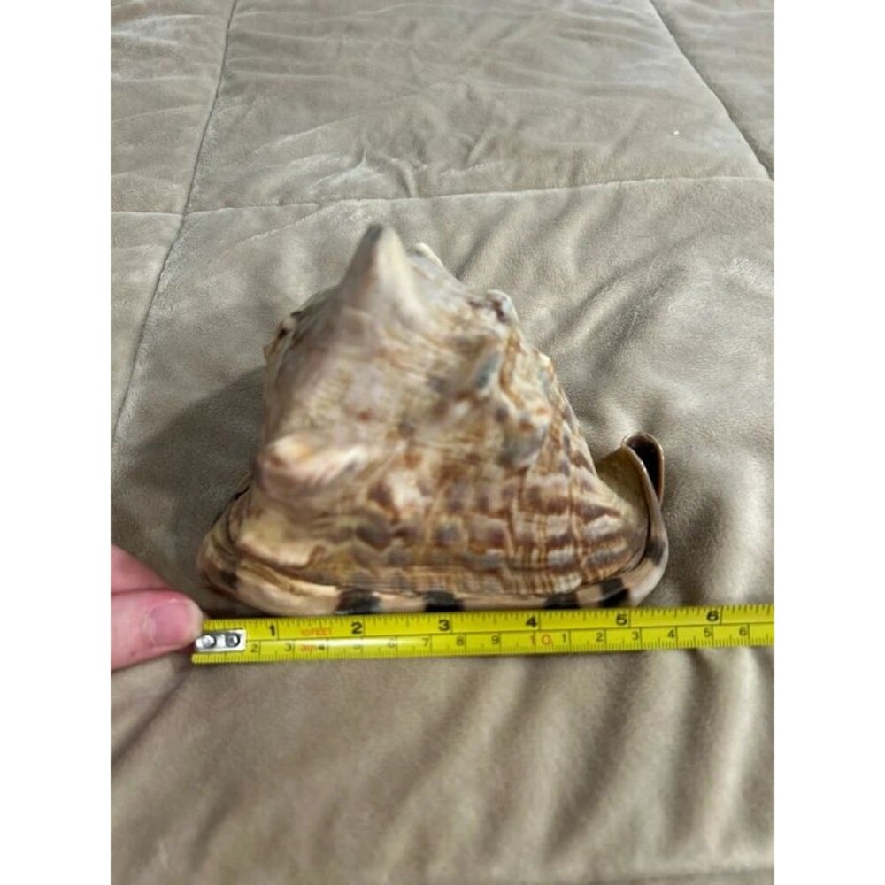 Horned Helmet Sea Shell Conch - Picture 6 of 9